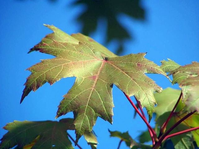 Autumn Blaze red maple tree