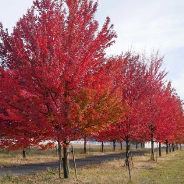 Red maple tree
