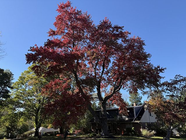 Red maple tree in fall color