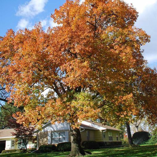 Northern red oak tree