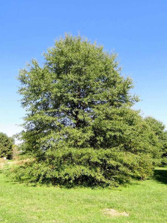 Willow oak tree